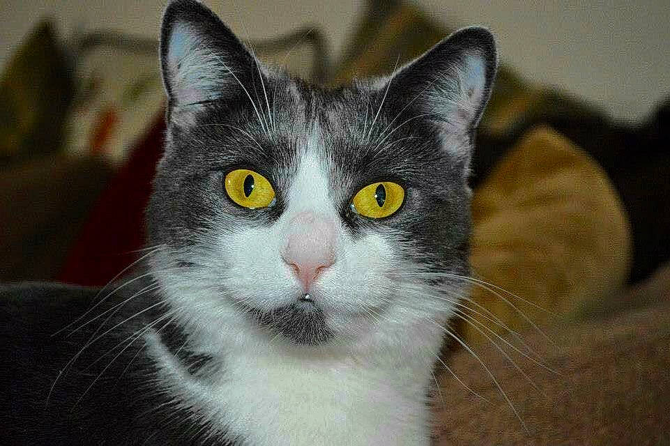 Gucci is registered to the contest to win money with this photo: aegean_cat, american_wirehair, asian, carnivore, cat, domestic_long_haired_cat, domestic_short_haired_cat, european_shorthair, eye, felidae, fur, kitten, mammal, polydactyl_cat, small_to_medium_sized_cats, snout, vertebrate, whiskers