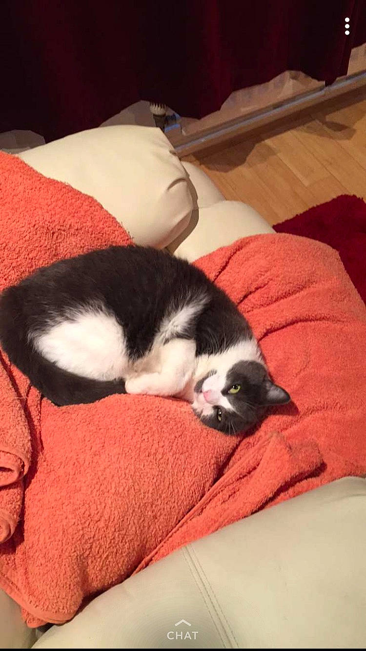 Gucci joined the competition — help win amazing prizes! canidae, carnivore, cat, comfort, dog_breed, felidae, linens, nap, room, sleep, small_to_medium_sized_cats, tail, whiskers