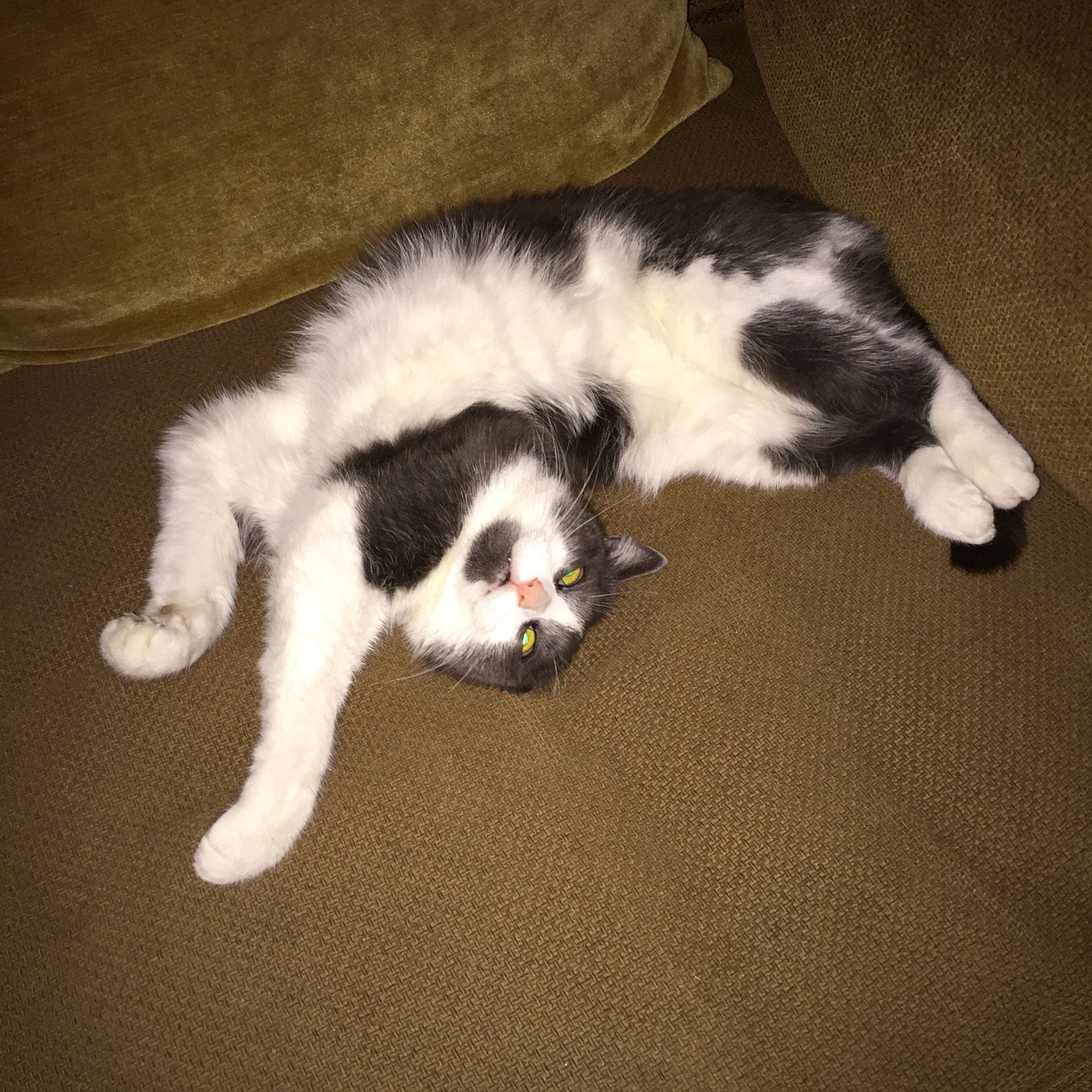 Gucci joined the competition — help win amazing prizes! canidae, carnivore, cat, dog, dog_breed, felidae, fur, mammal, paw, small_to_medium_sized_cats, sporting_group, tail, whiskers