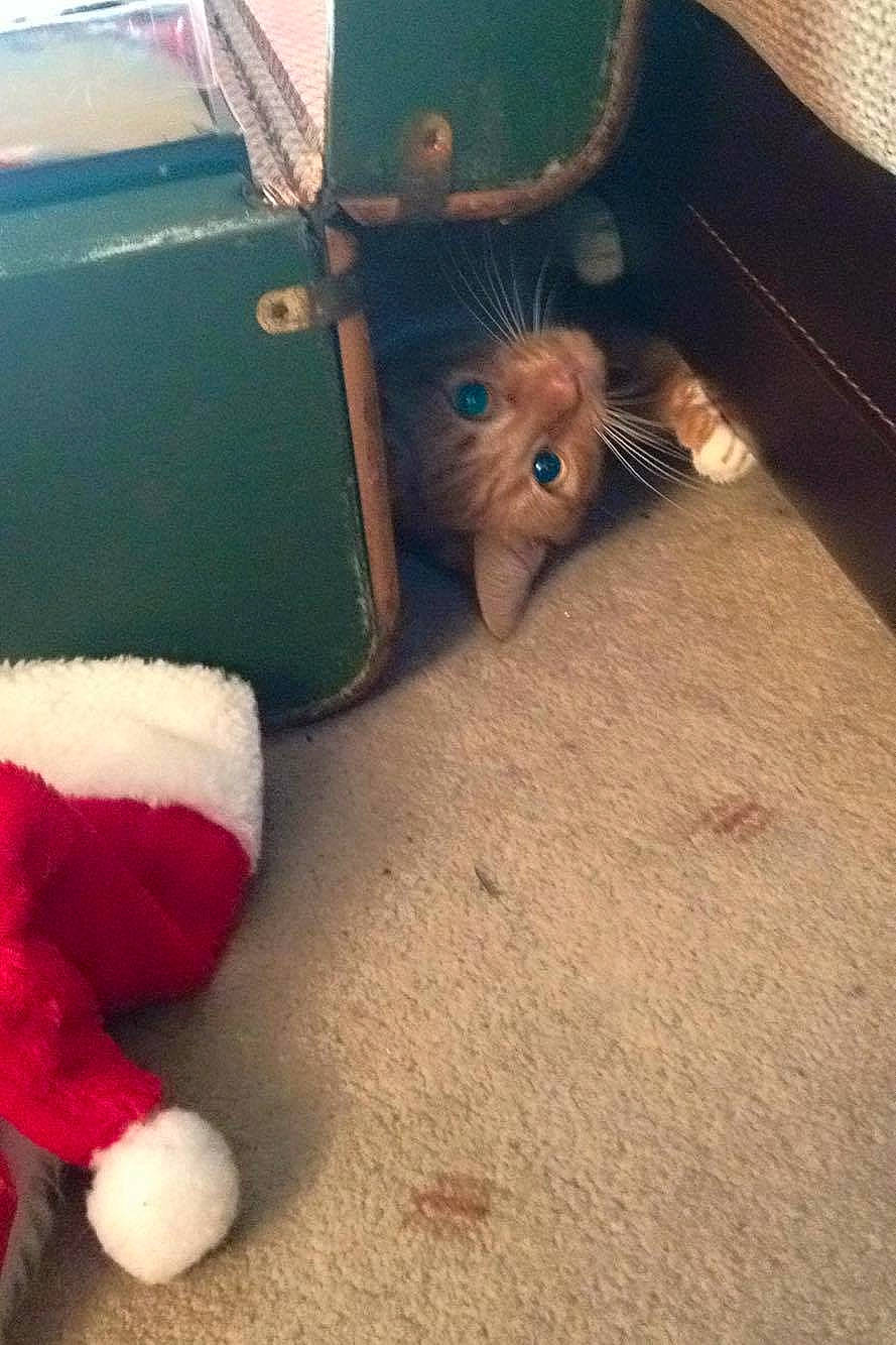 Tang joined the competition — help win amazing prizes! canidae, cat, companion_dog, fawn, felidae, kitten, puppy, small_to_medium_sized_cats