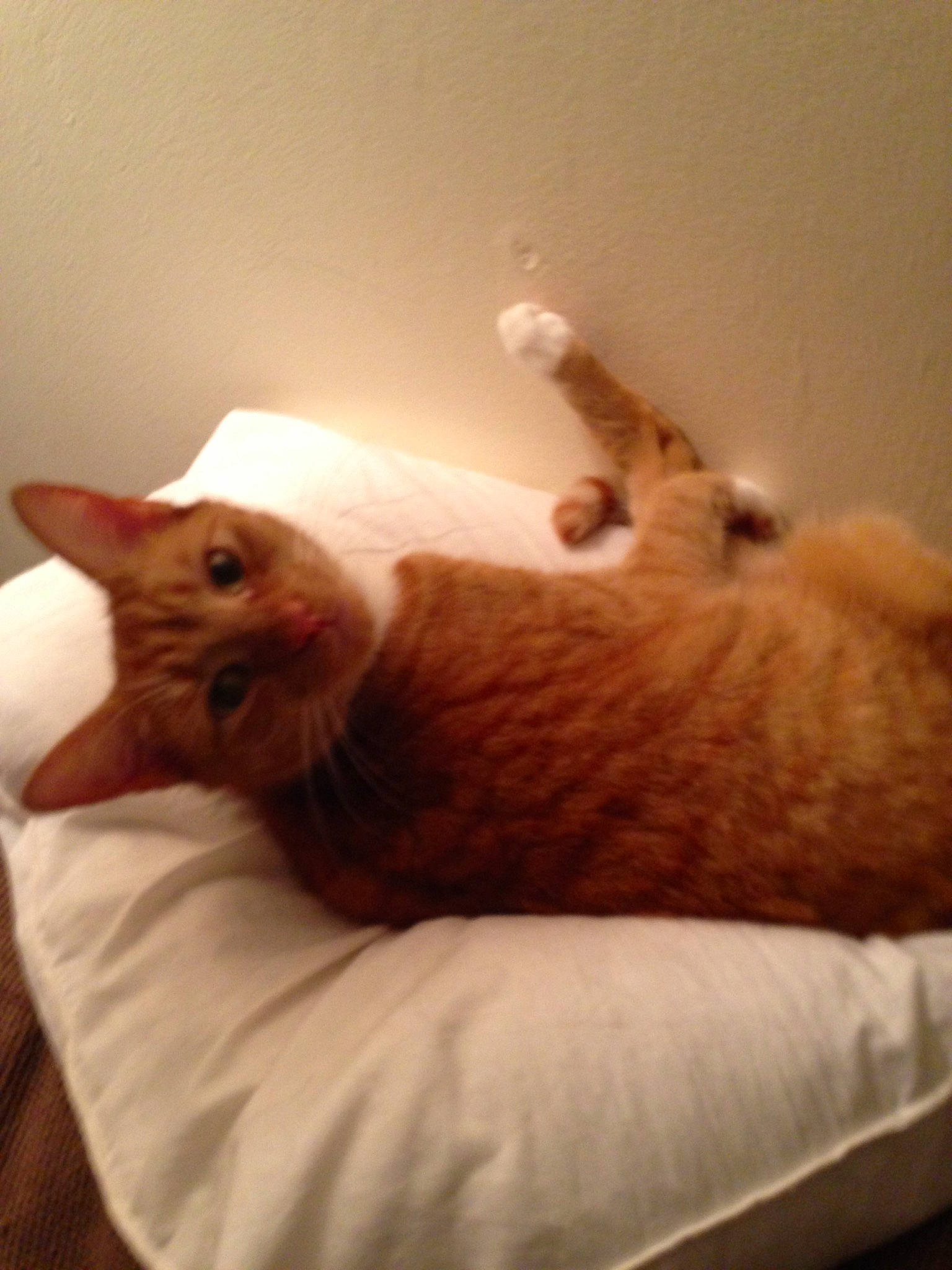 Tang joined the competition — help win amazing prizes! carnivore, cat, colorpoint_shorthair, fawn, felidae, fur, furniture, kitten, room, small_to_medium_sized_cats, whiskers