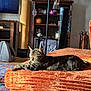 cat, tabby, orange_couch, sunlight, relaxing, indoor, living_room, furniture, plant, bookshelf, decor, wood_floor, rug, lamp, home, cozy, pet, resting, domestic_cat, household