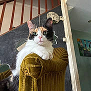 Mia a rejoint le concours — aidez-le/la à gagner de superbes lots ! cat, calico_cat, armchair, furniture, indoor, pet, mammal, whiskers, green_eyes, curious, domestic_animal, cozy, vintage_clock, wooden_railing, mustard_color, plush, relaxed, portrait, house, feline