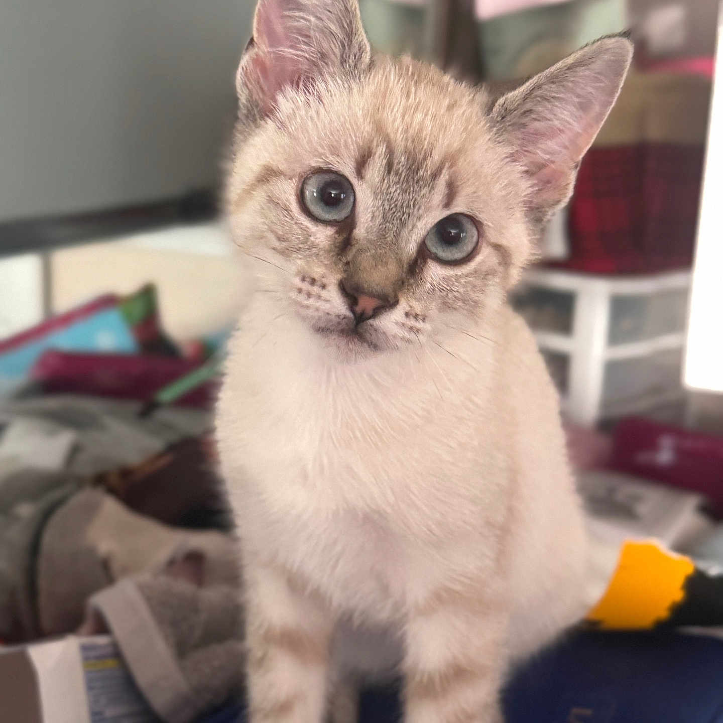 Daisy joined the competition — help win amazing prizes! blue_eyes, cat, close_up, cluttered_background, curious, cute, domestic, domestic_pet, ears, feline, furniture, head_tilt, household_items, indoor, kitten, pet, portrait, soft_fur, whiskers, young_animal