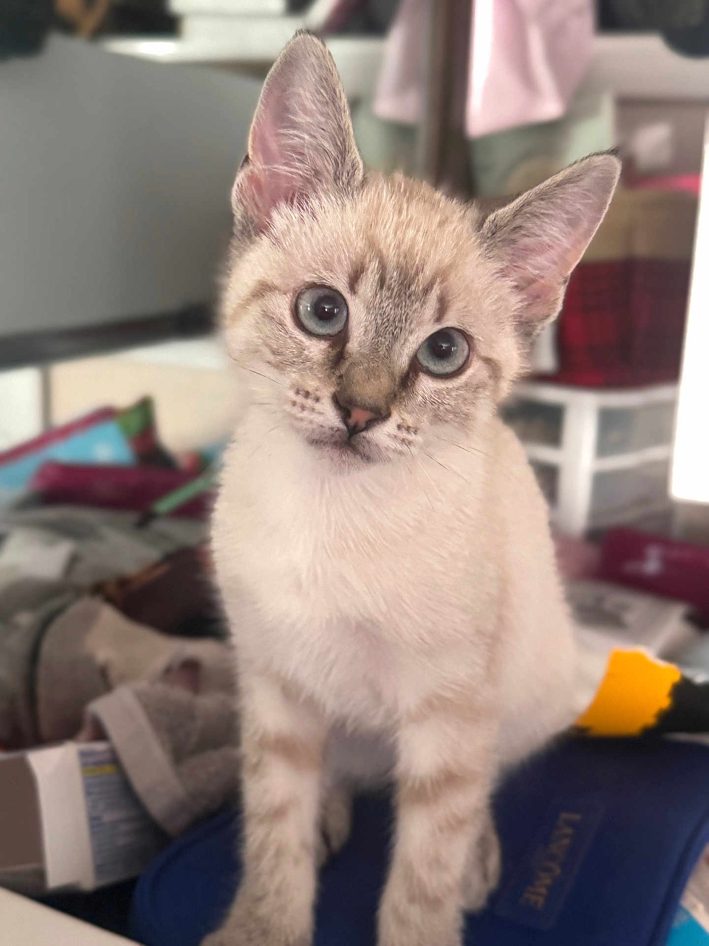 Daisy joined the competition — help win amazing prizes! kitten, cat, blue_eyes, curious, indoor, pet, feline, soft_fur, close_up, young_animal, domestic, cute, head_tilt, whiskers, ears, cluttered_background, household_items, furniture, domestic_pet, portrait