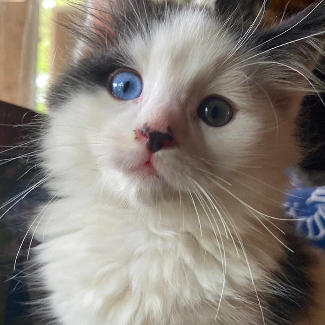 Milo is registered to the contest to win money with this photo: animal, blue_eye, cat, closeup, curious, cute, domestic_cat, face, fluffy, fur, green_eye, indoor, kitten, mammal, natural_light, pet, portrait, whiskers, window, young