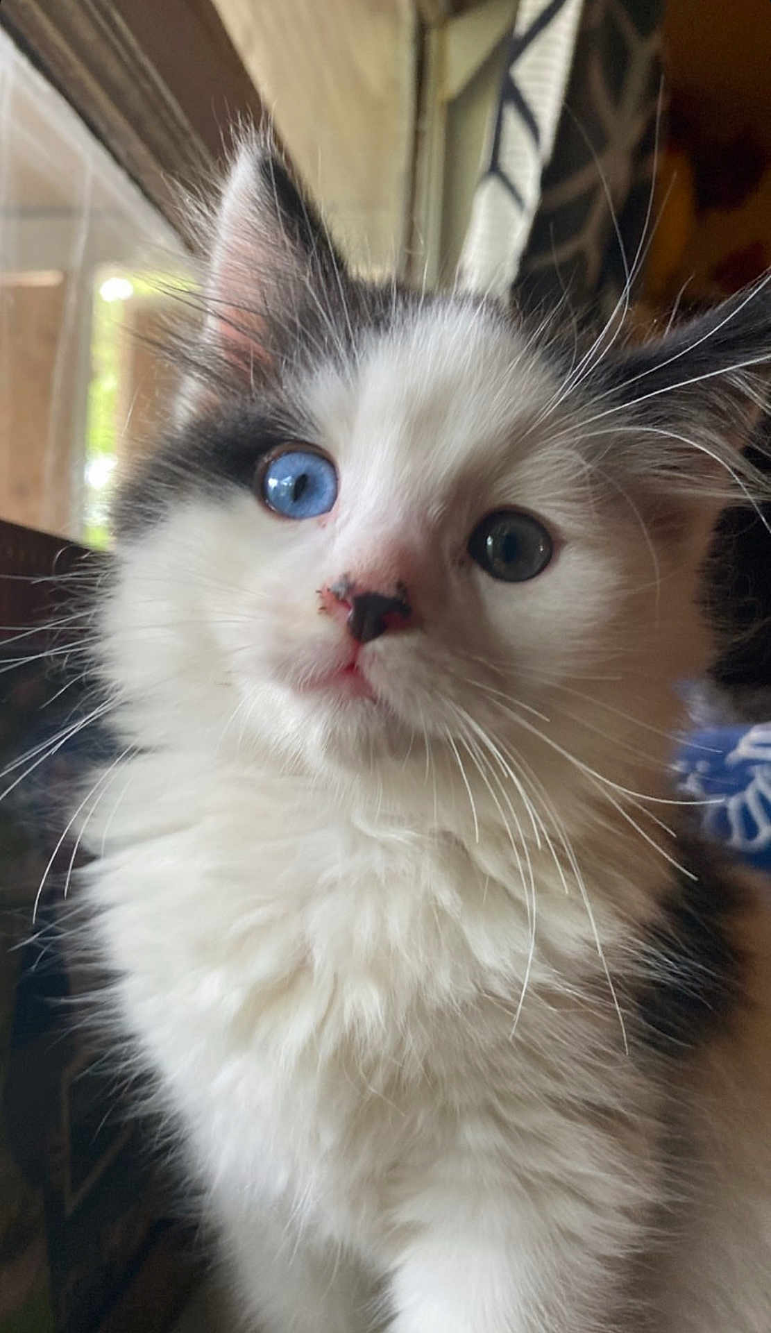 Milo is registered to the contest to win money with this photo: animal, blue_eye, cat, closeup, curious, cute, domestic_cat, face, fluffy, fur, green_eye, indoor, kitten, mammal, natural_light, pet, portrait, whiskers, window, young