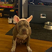 Luna is registered to the contest to win money with this photo: dog, bunny_ears, costume, pet, indoor, wooden_floor, shoe, toolbox, metal_bowl, sitting, brown_dog, white_paws, looking_at_camera, household, floor_mat, storage_bin, furniture, expression, animal, cute