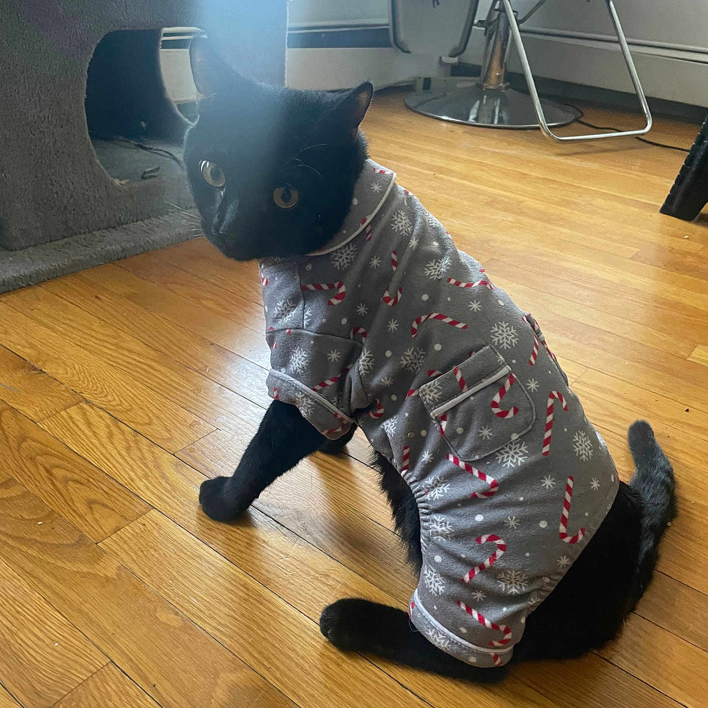Galaxy is registered to the contest to win money with this photo: cat, black_cat, pet_clothing, candy_cane_pattern, snowflake_pattern, wooden_floor, cat_tree, chair, indoor, curious, pet, feline, holiday_outfit, cozy, domestic_animal, flooring, room, looking_back, sitting, fur
