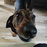 Brownie a rejoint le concours — aidez-le/la à gagner de superbes lots ! animal, black, blurred_background, brown, canine, close_up, curious, dog, domestic, ears, face, floor, furniture, household, indoor, looking_up, nose, pet, whiskers, wooden_floor