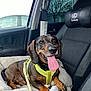 Brownie participe au concours pour gagner de l'argent avec cette photo : black_brown_coat, car_interior, close_up, comfort, dachshund, daylight, dog, dog_bed, happy, harness, headrest, leash, pet, seat, seated, tongue_out, toy, tree, vehicle, window