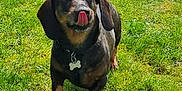 Brownie a rejoint le concours — aidez-le/la à gagner de superbes lots ! animal, black, bone_tag, brown, collar, cute, dachshund, dog, grass, happy, mammal, nature, outdoor, pet, playful, small_dog, standing, summer, sunlight, tongue_out