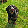 animal, black, bone_tag, brown, collar, cute, dachshund, dog, grass, happy, mammal, nature, outdoor, pet, playful, small_dog, standing, summer, sunlight, tongue_out