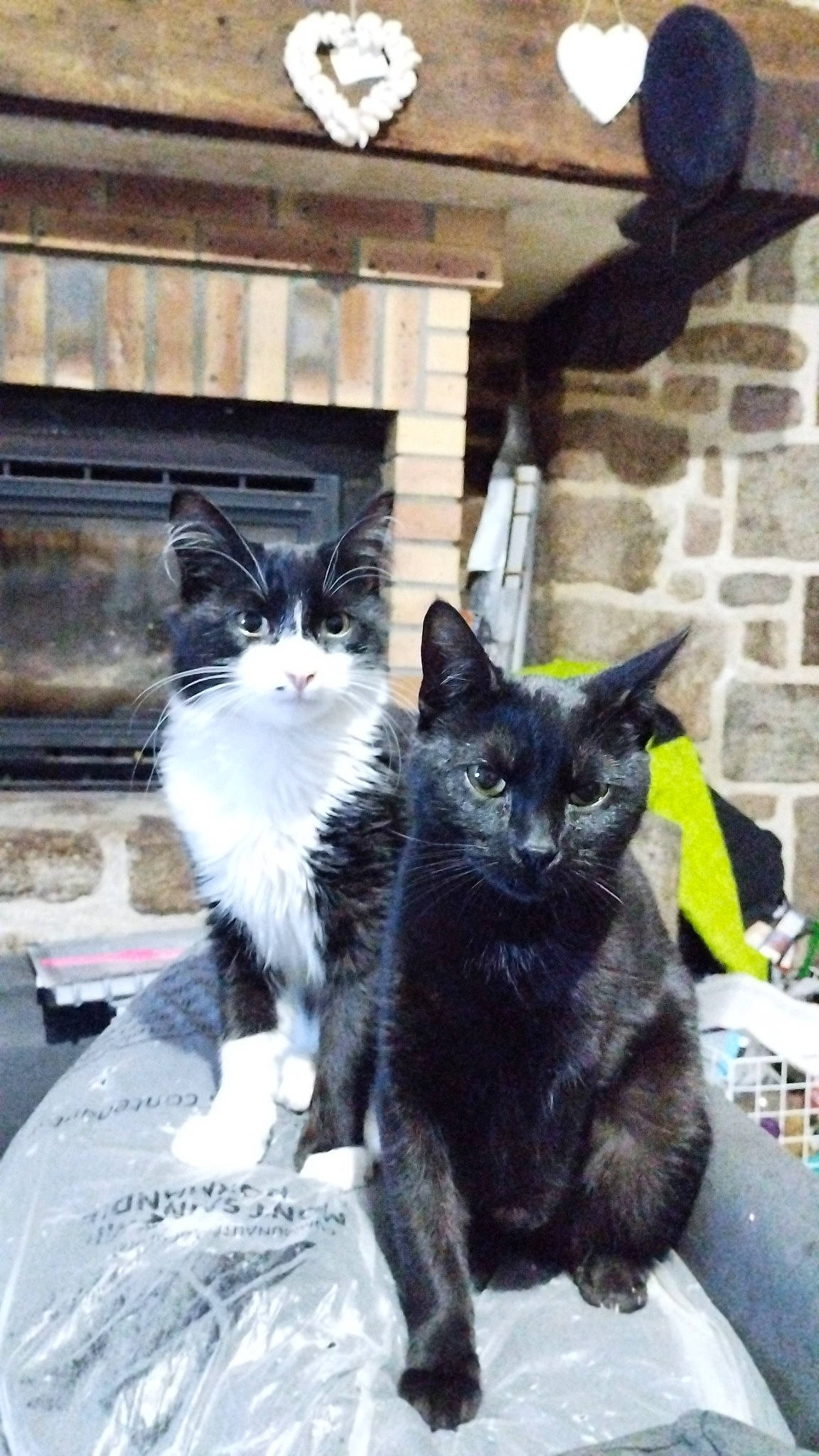 Uruss a rejoint le concours — aidez-le/la à gagner de superbes lots ! black_cat, carnivore, cat, cat_furniture, cat_supply, claw, domestic_short_haired_cat, felidae, fur, grey, paw, small_to_medium_sized_cats, snout, tail, whiskers, window