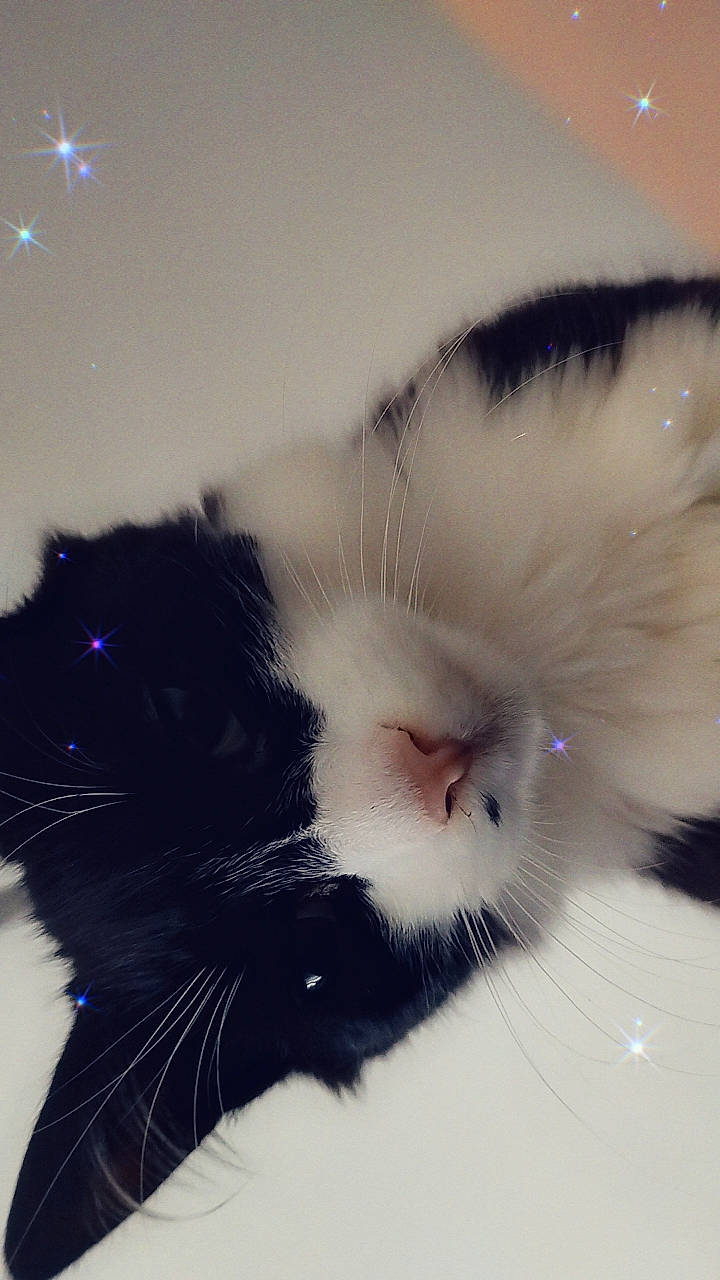 Uruss a rejoint le concours — aidez-le/la à gagner de superbes lots ! carnivore, cat, claw, cloud, domestic_short_haired_cat, eye, felidae, fur, hair, head, iris, monochrome, nose, paw, photo_caption, sky, small_to_medium_sized_cats, snout, tail, whiskers