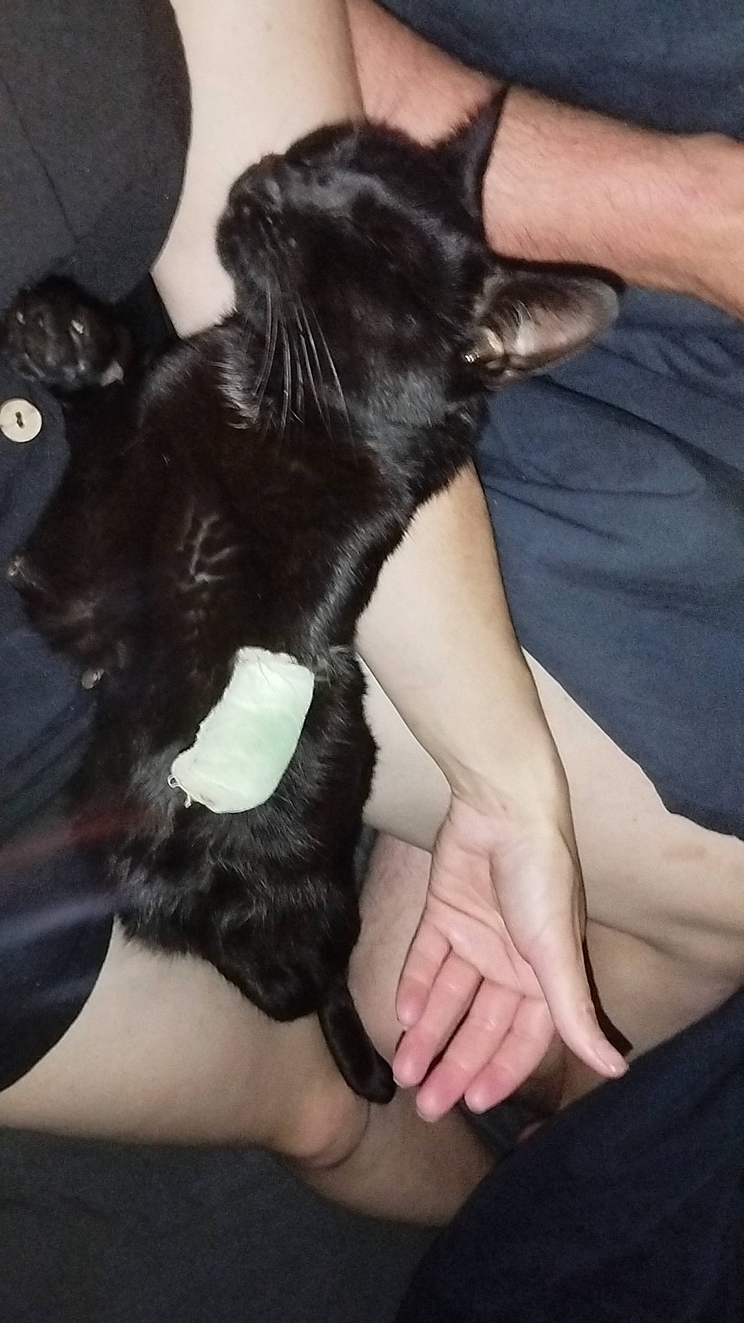 Uno a rejoint le concours — aidez-le/la à gagner de superbes lots ! black_cat, carnivore, cat, claw, comfort, companion_dog, dog_breed, ear, felidae, finger, fur, gesture, hand, human_leg, nail, small_to_medium_sized_cats, thigh, thumb, whiskers, wrist