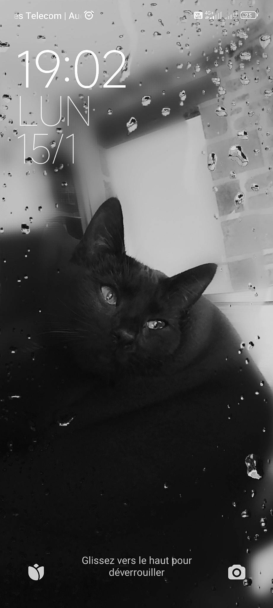 Uno a rejoint le concours — aidez-le/la à gagner de superbes lots ! black_and_white, black_cat, carnivore, cat, circle, darkness, domestic_short_haired_cat, felidae, flash_photography, font, fur, grey, monochrome, monochrome_photography, organism, small_to_medium_sized_cats, snout, style, tints_and_shades, whiskers