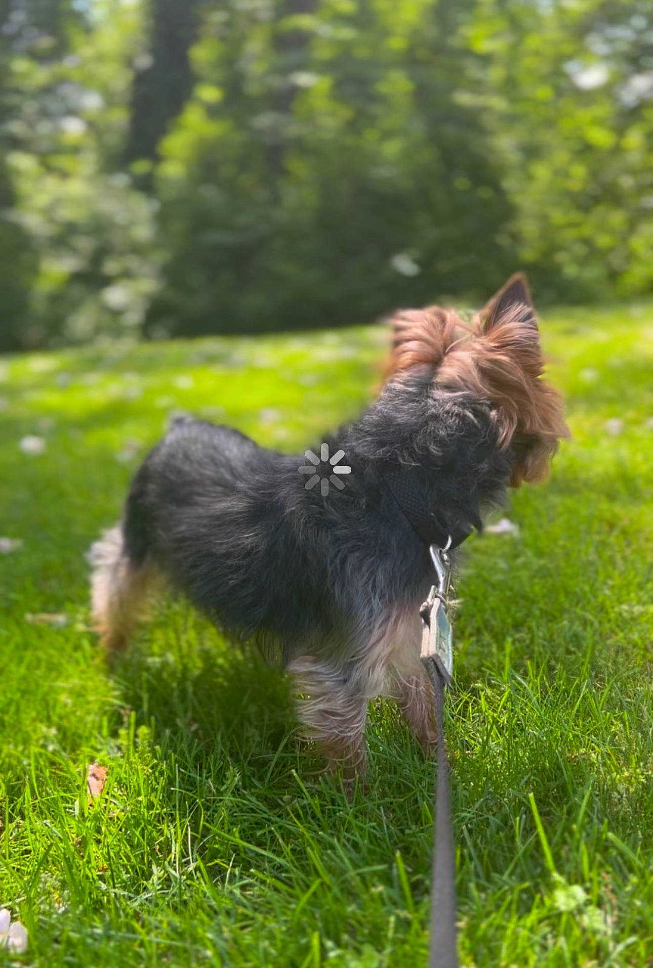 Charlie is registered to the contest to win money with this photo: carnivore, companion_dog, dog, dog_breed, fawn, felidae, grass, grassland, liver, mammal, plant, small_terrier, snout, sporting_group, tail, terrier, toy_dog, tree, whiskers, yorkshire_terrier