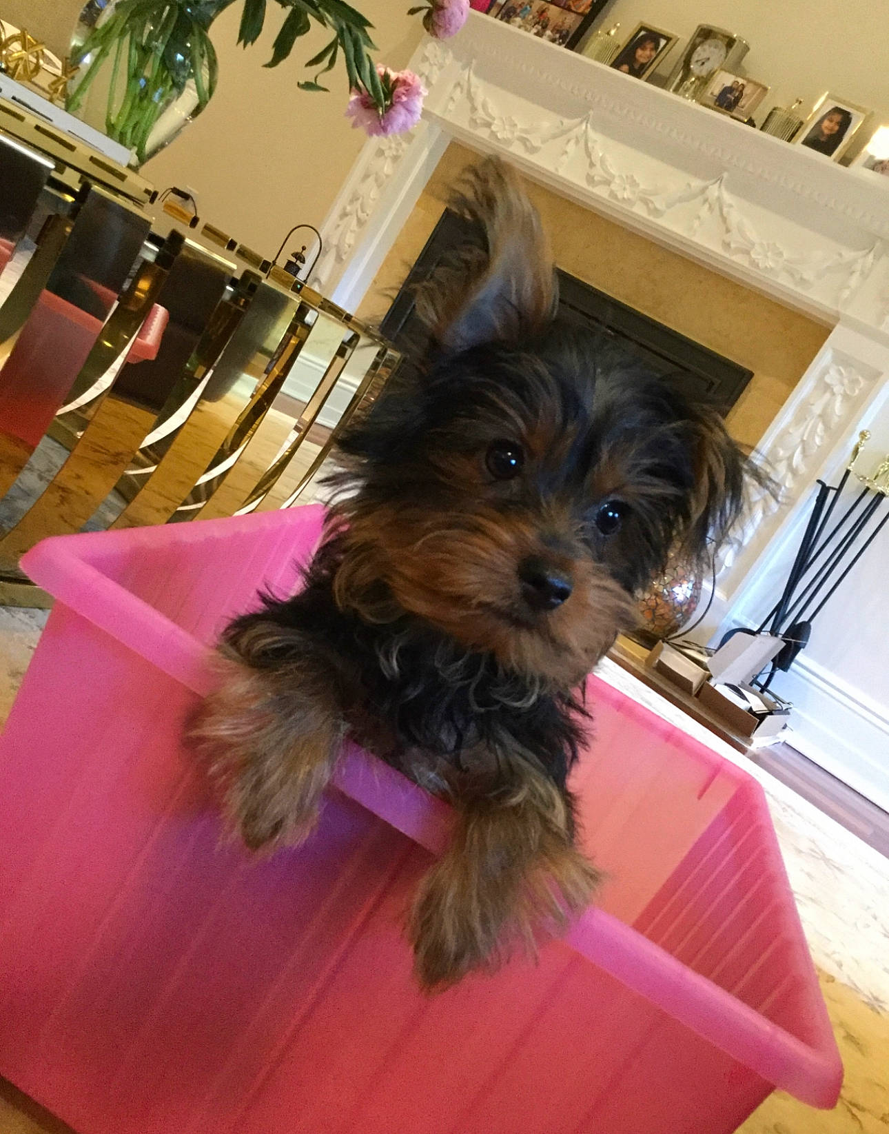 Charlie is registered to the contest to win money with this photo: biewer_terrier, canidae, carnivore, companion_dog, dog, dog_breed, dog_supply, fawn, flooring, fur, hardwood, liver, small_terrier, snout, sporting_group, terrier, toy_dog, wood, working_animal, yorkipoo