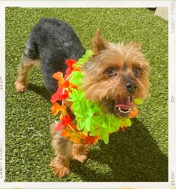 Charlie is registered to the contest to win money with this photo: carnivore, collar, companion_dog, dog, dog_breed, dog_clothes, dog_collar, dog_supply, fashion_accessory, grass, liver, pet_supply, rectangle, small_terrier, snout, terrier, toy_dog, water_dog, working_animal, yorkipoo