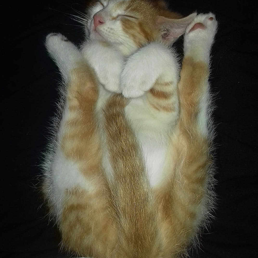 Felix