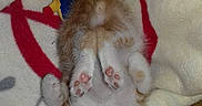 Felix a rejoint le concours — aidez-le/la à gagner de superbes lots ! carnivoran, cat, cat_like_mammal, fur, infant, kitten, nap, paw, skin, small_to_medium_sized_cats, whiskers