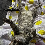 Gary joined the competition — help win amazing prizes! animal, blanket, cat, close_up, cozy, cute, feline, fur, indoor, lying_down, paw, pet, playful, polka_dots, relaxing, soft_texture, stretching, tabby_cat, white, yellow