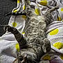 animal, blanket, cat, close_up, cozy, cute, feline, fur, indoor, lying_down, paw, pet, playful, polka_dots, relaxing, soft_texture, stretching, tabby_cat, white, yellow