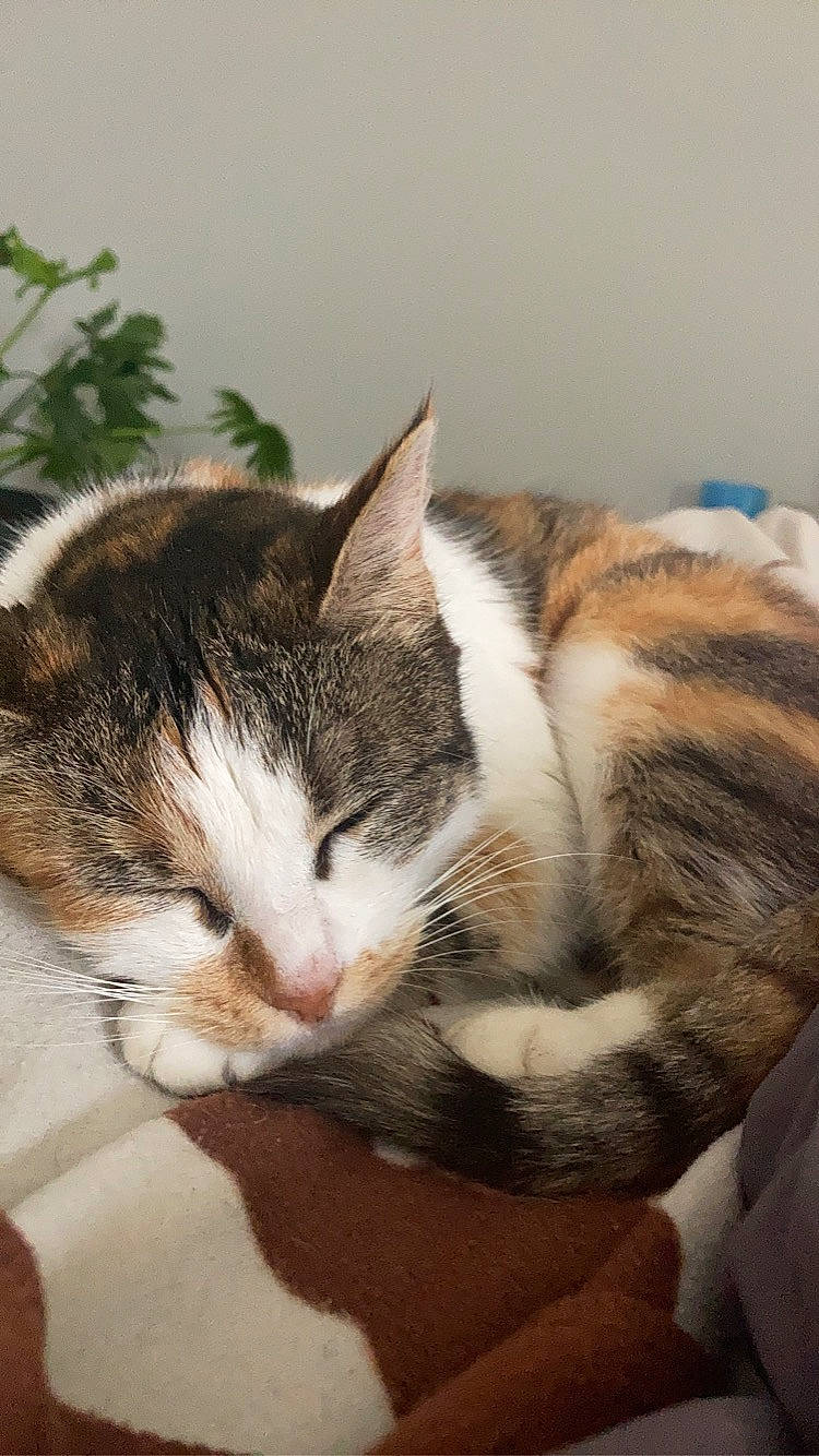 Titite a rejoint le concours — aidez-le/la à gagner de superbes lots ! carnivore, cat, claw, comfort, domestic_short_haired_cat, ear, eye, felidae, fur, grass, head, nap, paw, plant, sleep, small_to_medium_sized_cats, snout, tail, whiskers, wood