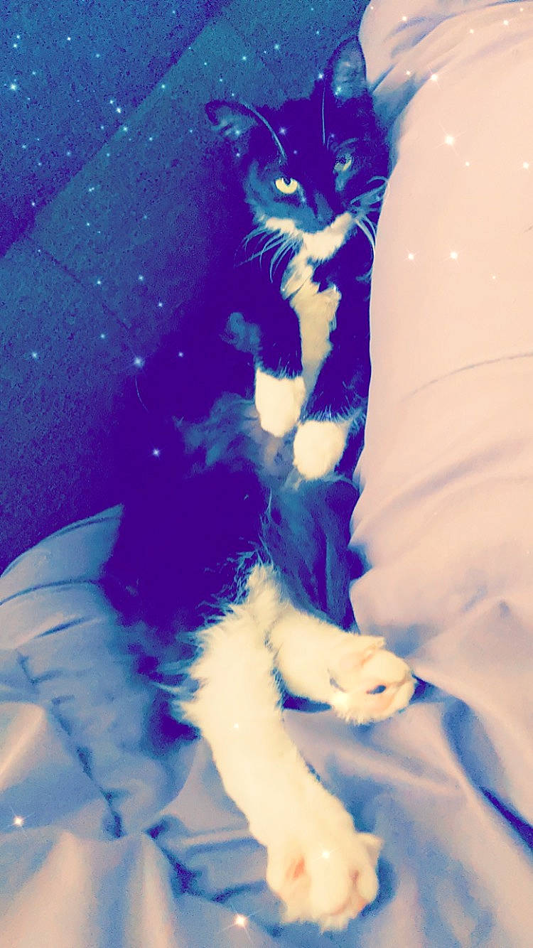 Nina a rejoint le concours — aidez-le/la à gagner de superbes lots ! azure, blue, carnivore, cat, domestic_short_haired_cat, electric_blue, felidae, formal_wear, fur, gesture, human_leg, paw, plant, purple, small_to_medium_sized_cats, snout, tail, textile, vertebrate, whiskers