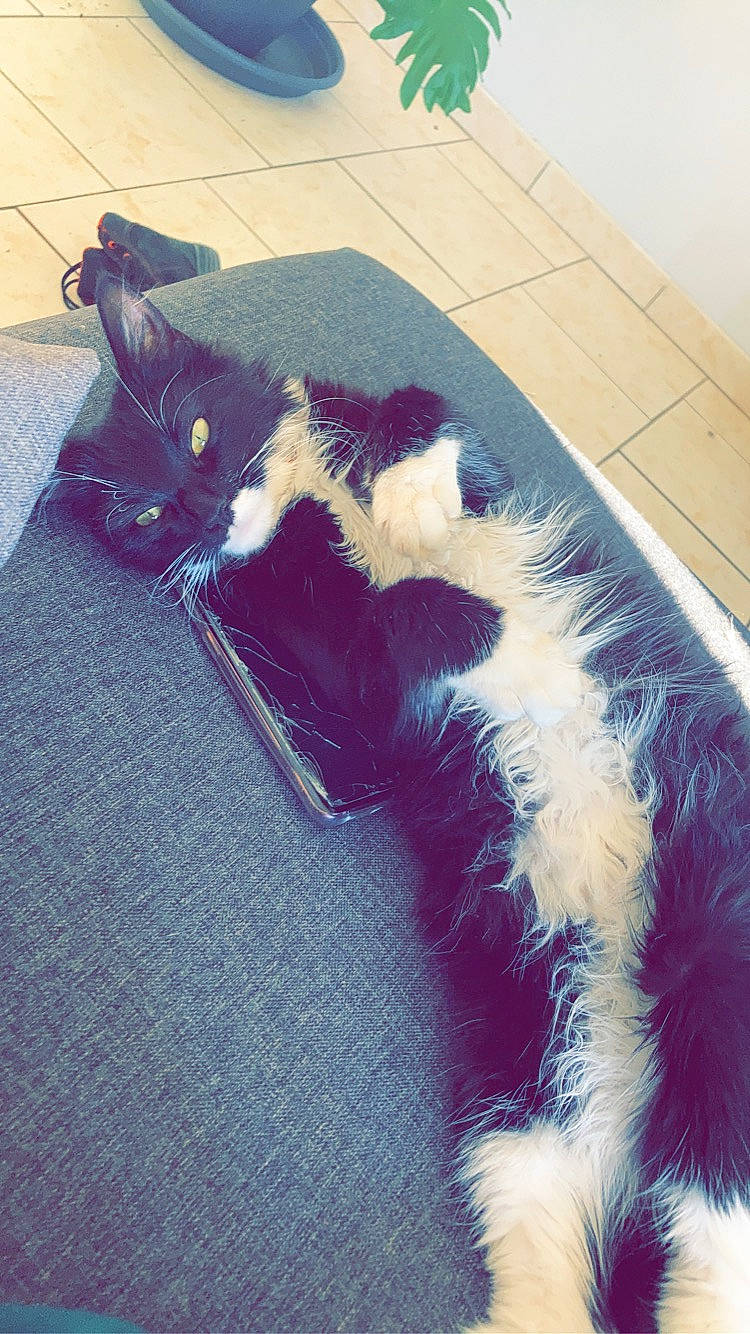 Nina a rejoint le concours — aidez-le/la à gagner de superbes lots ! black_cat, canidae, carnivore, cat, comfort, companion_dog, dog_breed, domestic_short_haired_cat, electric_blue, felidae, flooring, foot, fur, human_leg, lap, small_to_medium_sized_cats, snout, tail, tints_and_shades, whiskers