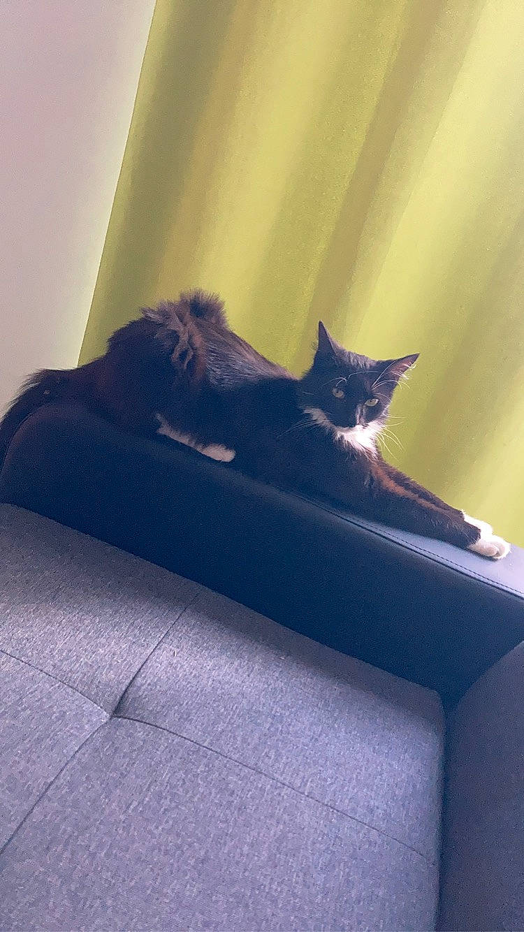 Nina participe au concours pour gagner de l'argent avec cette photo : bench, carnivore, cat, cloud, comfort, electric_blue, felidae, flowerpot, fur, grey, human_leg, plant, rectangle, small_to_medium_sized_cats, tail, tints_and_shades, tree, whiskers, window, wood