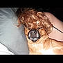 dog, animal, pet, sleeping, curly_hair, wig, brown_fur, close_up, face, nose, mouth, couch, pillow, indoor, relaxing, person, skin, arm, casual, funny