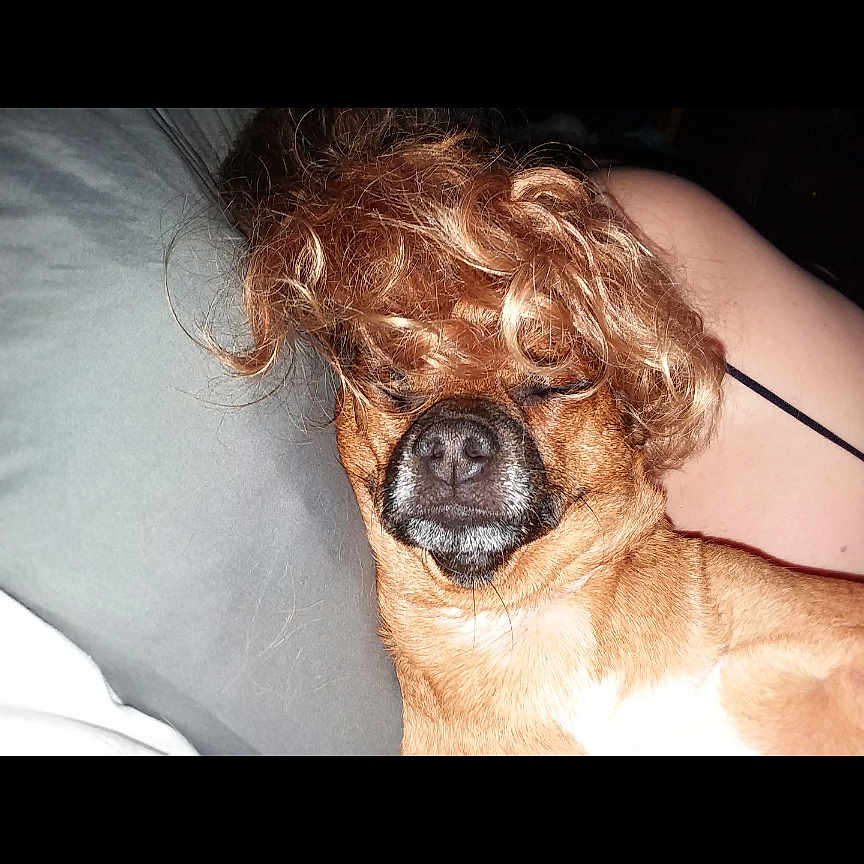 Monkey Noodle is registered to the contest to win money with this photo: animal, arm, brown_fur, casual, close_up, couch, curly_hair, dog, face, funny, indoor, mouth, nose, person, pet, pillow, relaxing, skin, sleeping, wig