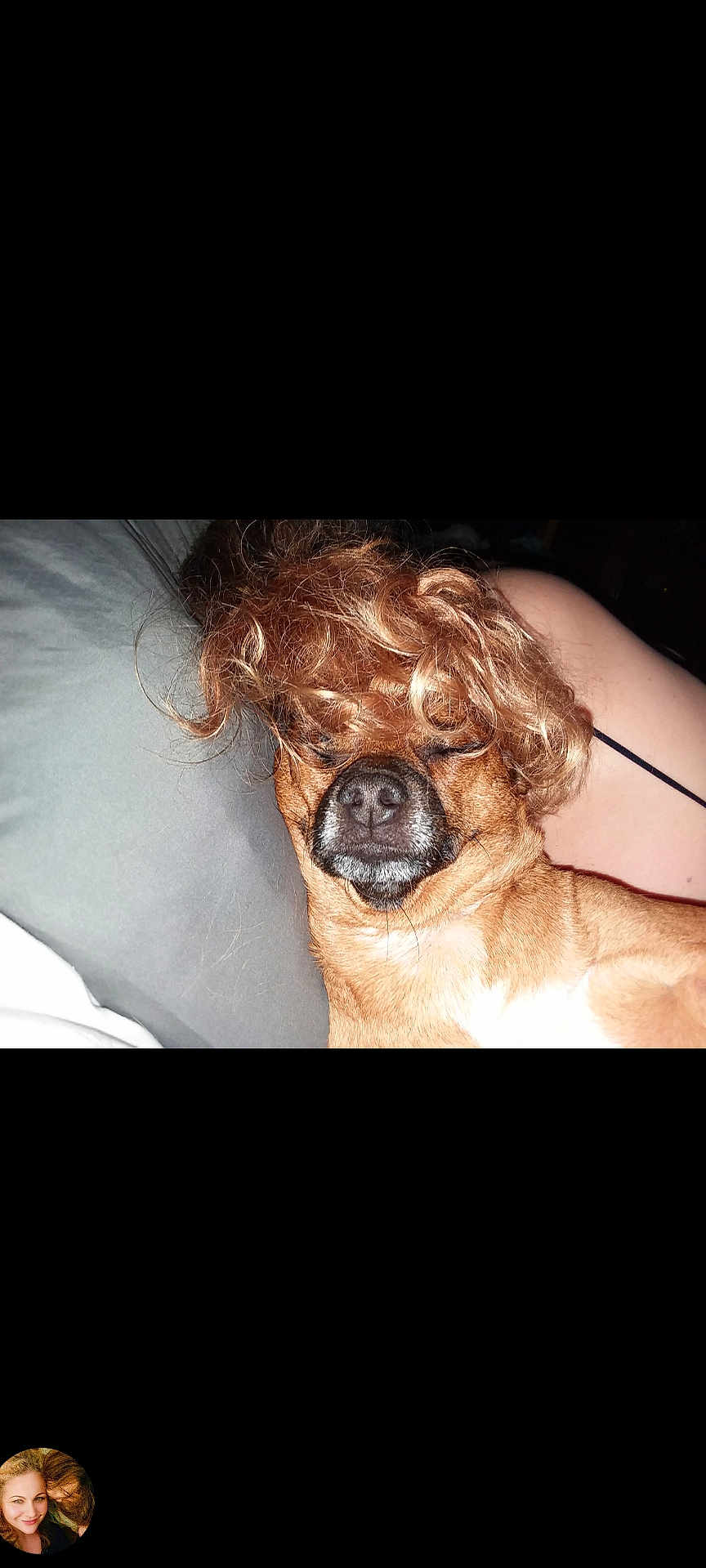 Monkey Noodle is registered to the contest to win money with this photo: dog, animal, pet, sleeping, curly_hair, wig, brown_fur, close_up, face, nose, mouth, couch, pillow, indoor, relaxing, person, skin, arm, casual, funny