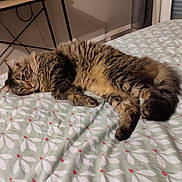 Tigrou participe au concours pour gagner de l'argent avec cette photo : cat, tabby_cat, bed, blanket, indoor, furniture, resting, relaxed, pet, fur, whiskers, animal, cozy, sleepy, pattern, domestic_cat, cute, fluffy, laying, comfort