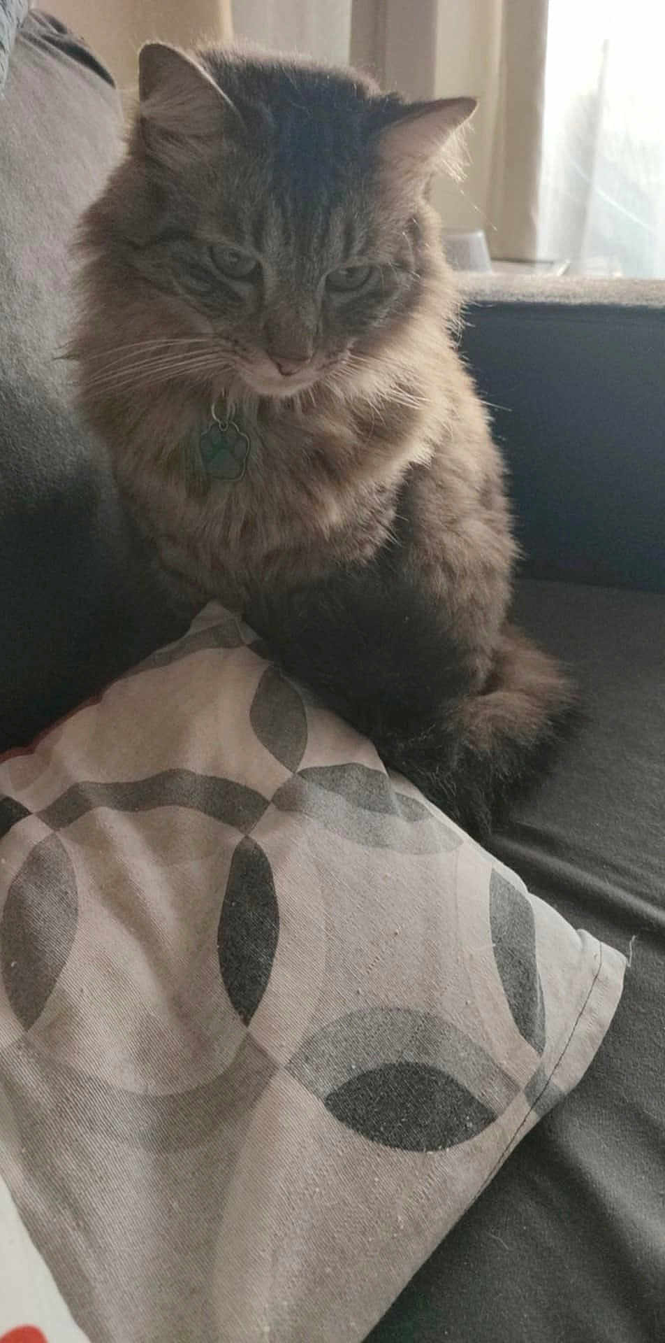Tigrou participe au concours pour gagner de l'argent avec cette photo : cat, tabby, fluffy, pet, couch, pillow, indoor, furniture, window, light, relaxed, animal, whiskers, tail, domestic, fur, sitting, home, cozy, quiet