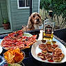 dog, pizza, chips, snacks, glass_table, bottle, whisky, outdoor, garden, greenery, shed, potted_plant, food, tableware, plate, curious, pet, wood, nature, daylight