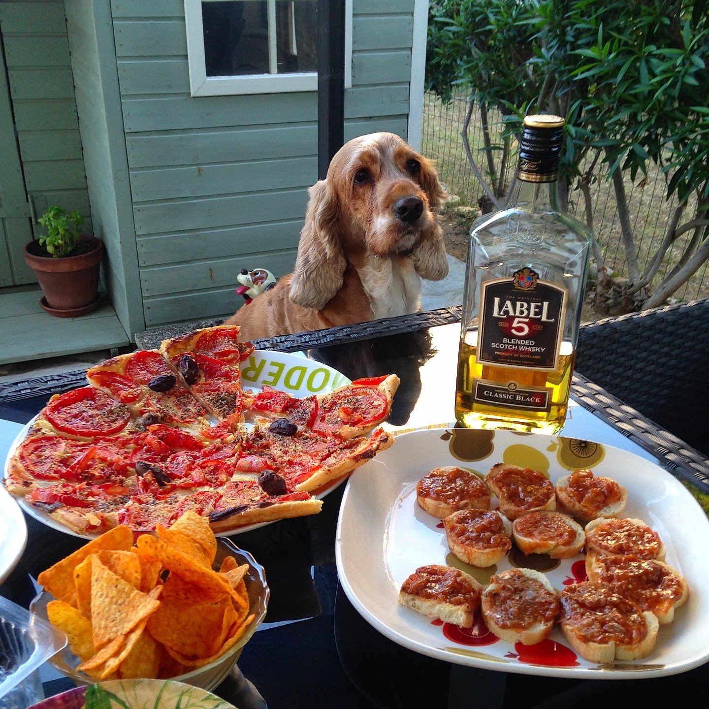 Olie a rejoint le concours — aidez-le/la à gagner de superbes lots ! dog, pizza, chips, snacks, glass_table, bottle, whisky, outdoor, garden, greenery, shed, potted_plant, food, tableware, plate, curious, pet, wood, nature, daylight