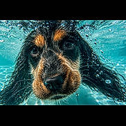 Bohème participe au concours pour gagner de l'argent avec cette photo : dog, underwater, water, bubbles, pet, animal, face, ears, curious, closeup, swimming, aquatic, canine, portrait, vibrant, blue, wet, playful, nature, adorable