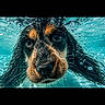 dog, underwater, water, bubbles, pet, animal, face, ears, curious, closeup, swimming, aquatic, canine, portrait, vibrant, blue, wet, playful, nature, adorable