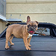 Bailey joined the competition — help win amazing prizes! dog, french_bulldog, puppy, vehicle, truck, black, outdoor, building, window, welcome_sign, tongue_out, ears_up, standing, pet, animal, daytime, sidewalk, reflection, glass, concrete