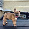 dog, french_bulldog, puppy, vehicle, truck, black, outdoor, building, window, welcome_sign, tongue_out, ears_up, standing, pet, animal, daytime, sidewalk, reflection, glass, concrete