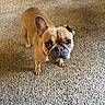 Bailey is registered to the contest to win money with this photo: dog, french_bulldog, pet, carpet, indoor, animal, canine, brown, ears, paw, floor, footwear, human_foot, looking_up, cute, small_dog, companion, domestic, expression, standing