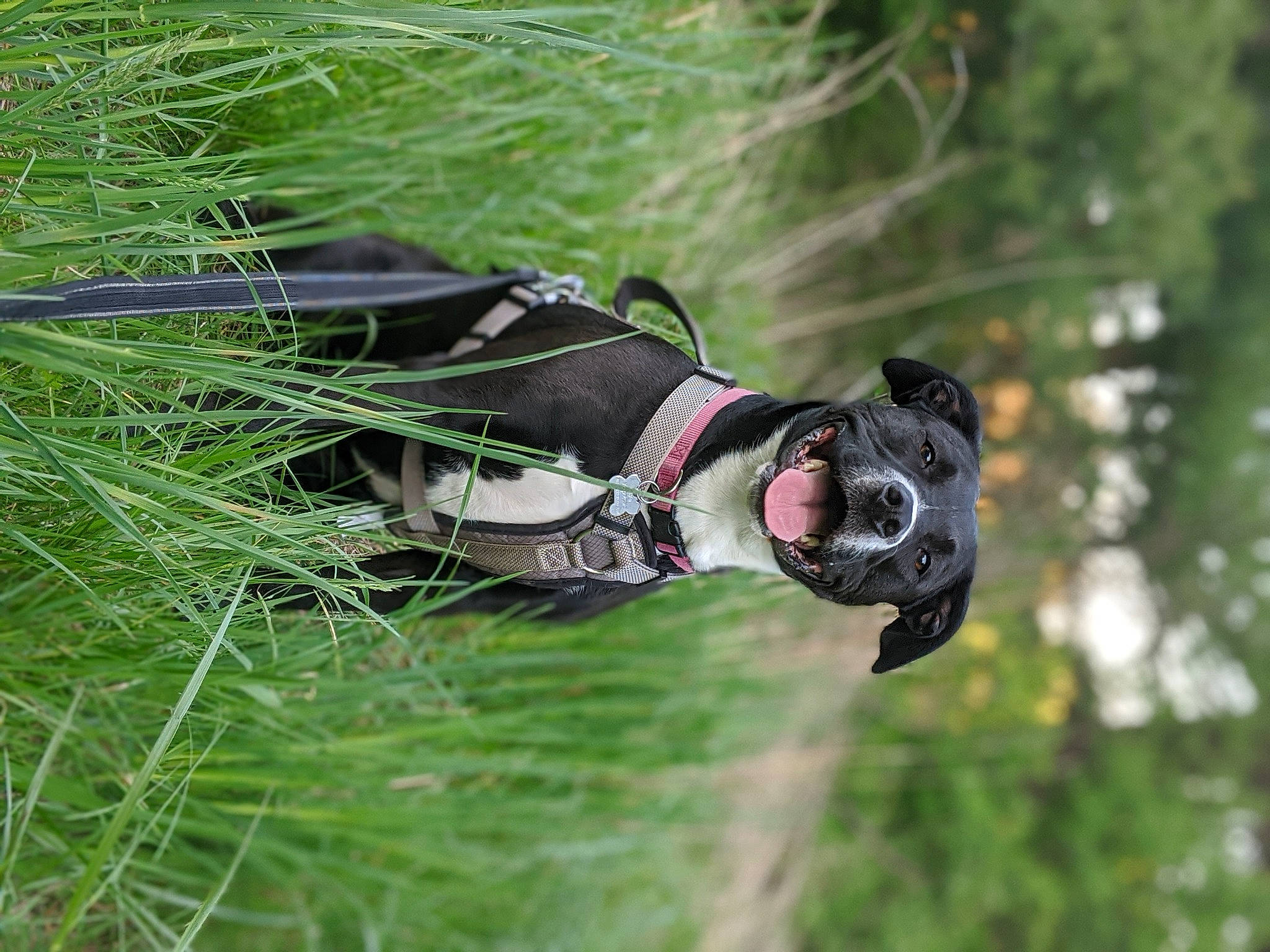 Chloe joined the competition — help win amazing prizes! adventure, boston_terrier, canidae, dog_breed, fun, grass, non_sporting_group, photography, plant, recreation, snout