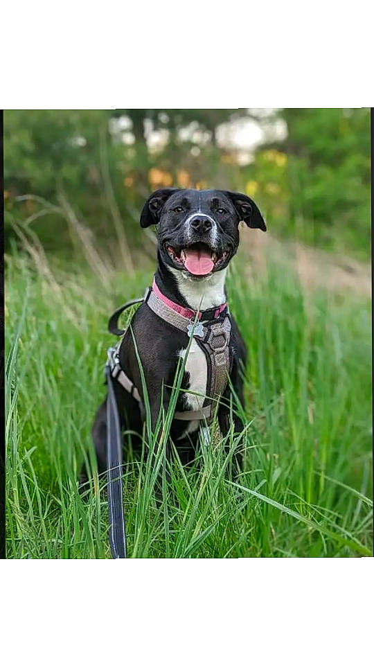Chloe is registered to the contest to win money with this photo: border_collie, canidae, carnivore, companion_dog, dog, dog_breed, dog_collar, grass, hunting_dog, labrador_retriever, mammal, patterdale_terrier, plant, puppy, rare_breed_dog, sporting_group, staffordshire_bull_terrier, vertebrate