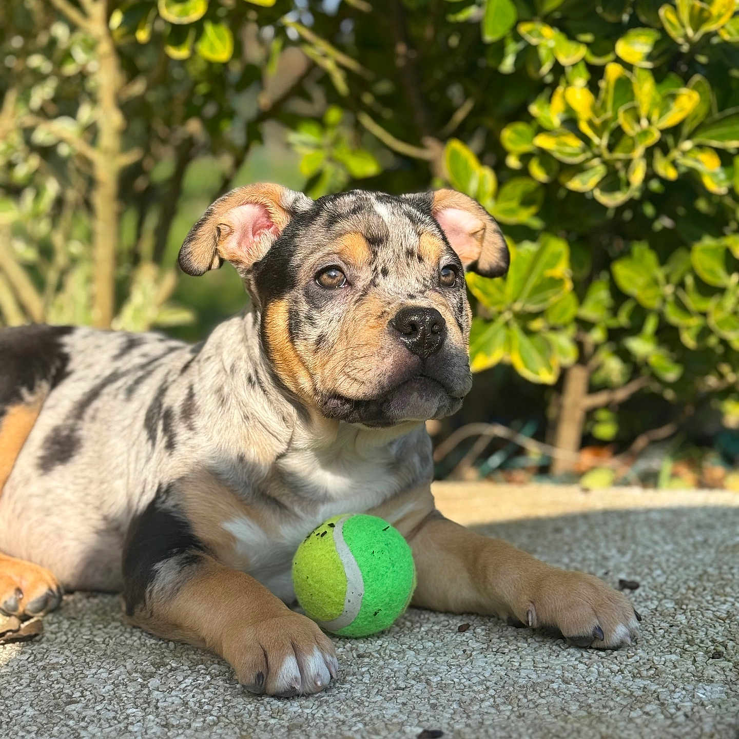 Vasco a rejoint le concours — aidez-le/la à gagner de superbes lots ! animal, ball, bulldog, canine, dog, football, frenchbulldog, grass, green, hound, pet, pitbull, plant, puppy, soccer, soccerball, sphere, sport, tennis, tennisball