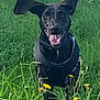 Sadie joined the competition — help win amazing prizes! dog, black_dog, grass, field, flowers, outdoor, pet, animal, nature, happy, running, tongue_out, ears, daylight, greenery, playful, canine, muzzle, collar, summer