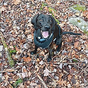 Sadie joined the competition — help win amazing prizes! dog, black_dog, happy, tongue_out, autumn_leaves, dry_leaves, forest_floor, outdoor, nature, moss, rocks, branches, sitting, pet, canine, animal, playful, collar, leaves, woodland