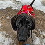 Sadie joined the competition — help win amazing prizes! dog, black_dog, puppy, bow, red_bow, plaid, outdoor, snow, winter, leash, pet, curious, close_up, canine, animal, ground, looking_up, ears, tail, face